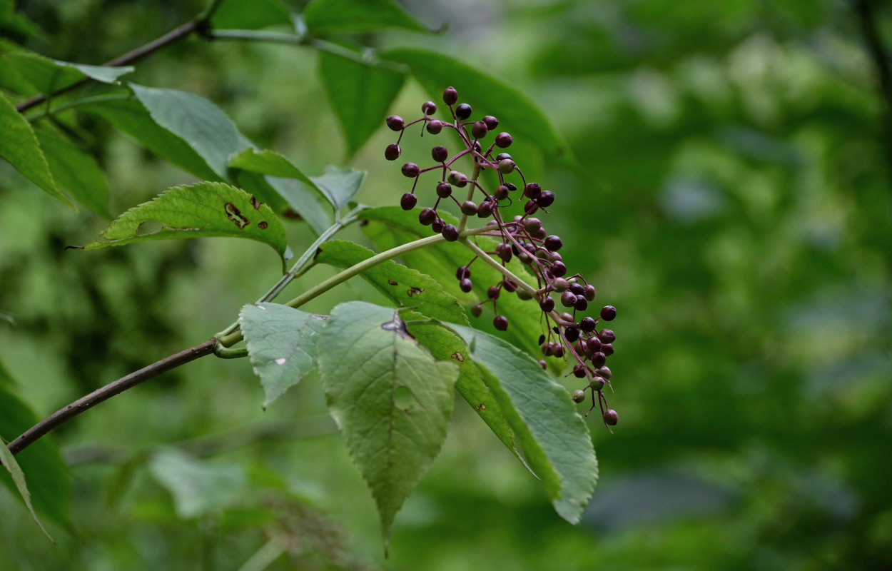 Image of Sambucus nigra specimen.