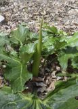 genus Arum