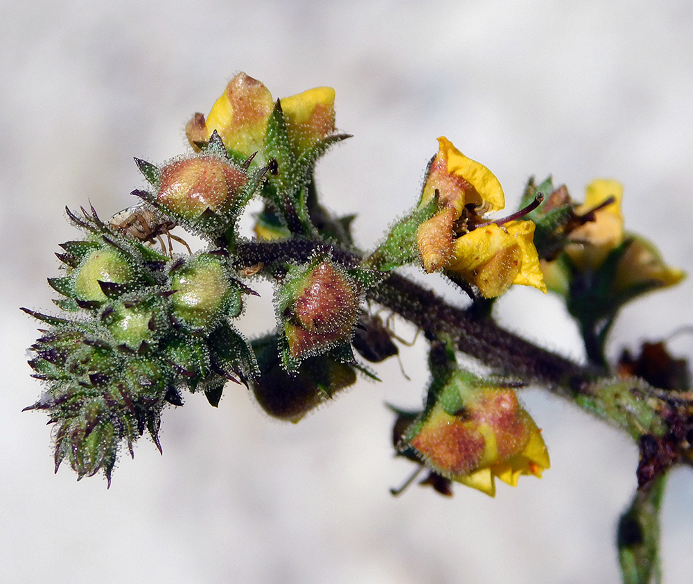 Image of Verbascum blattaria specimen.