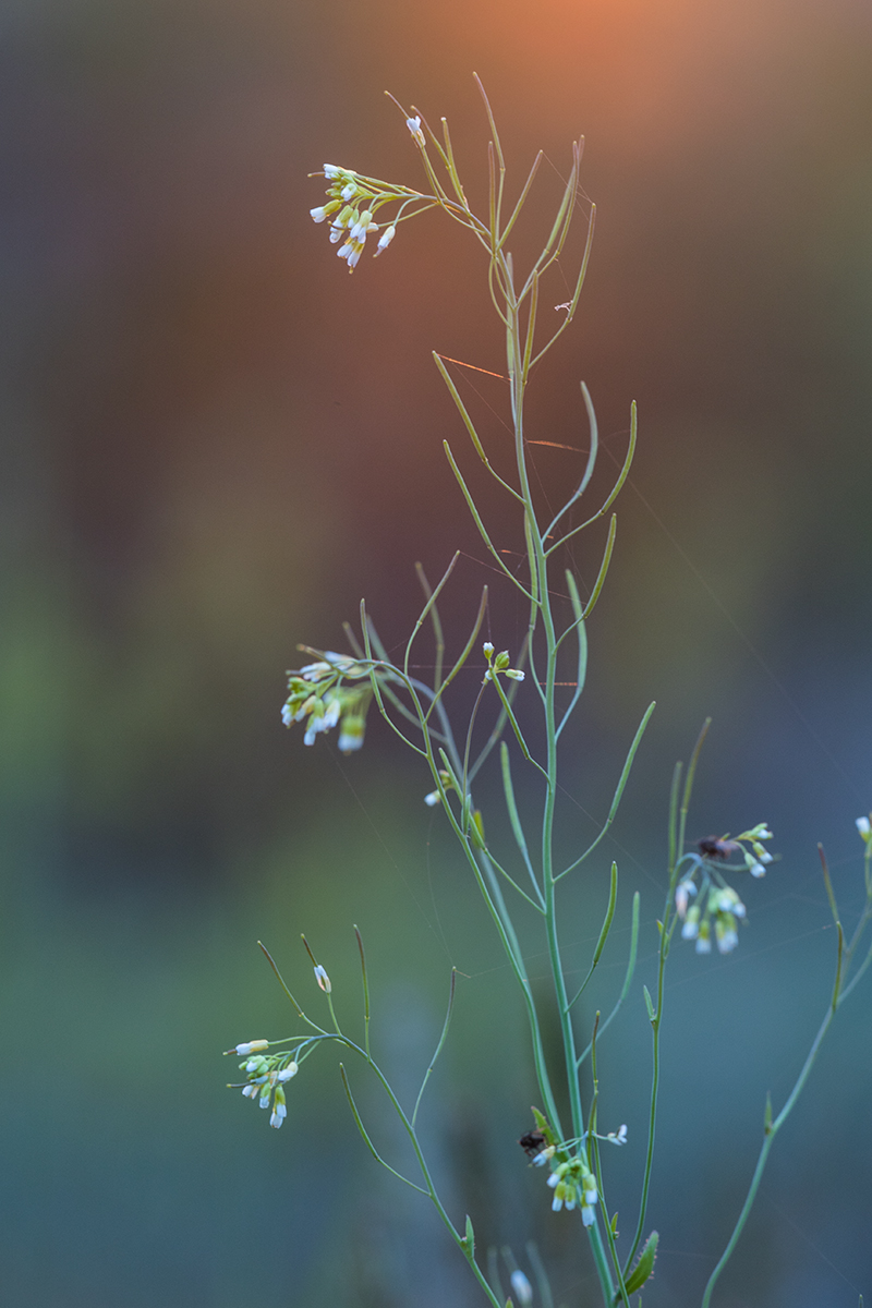 Изображение особи Arabidopsis thaliana.