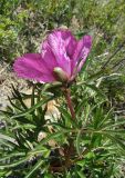 Paeonia intermedia