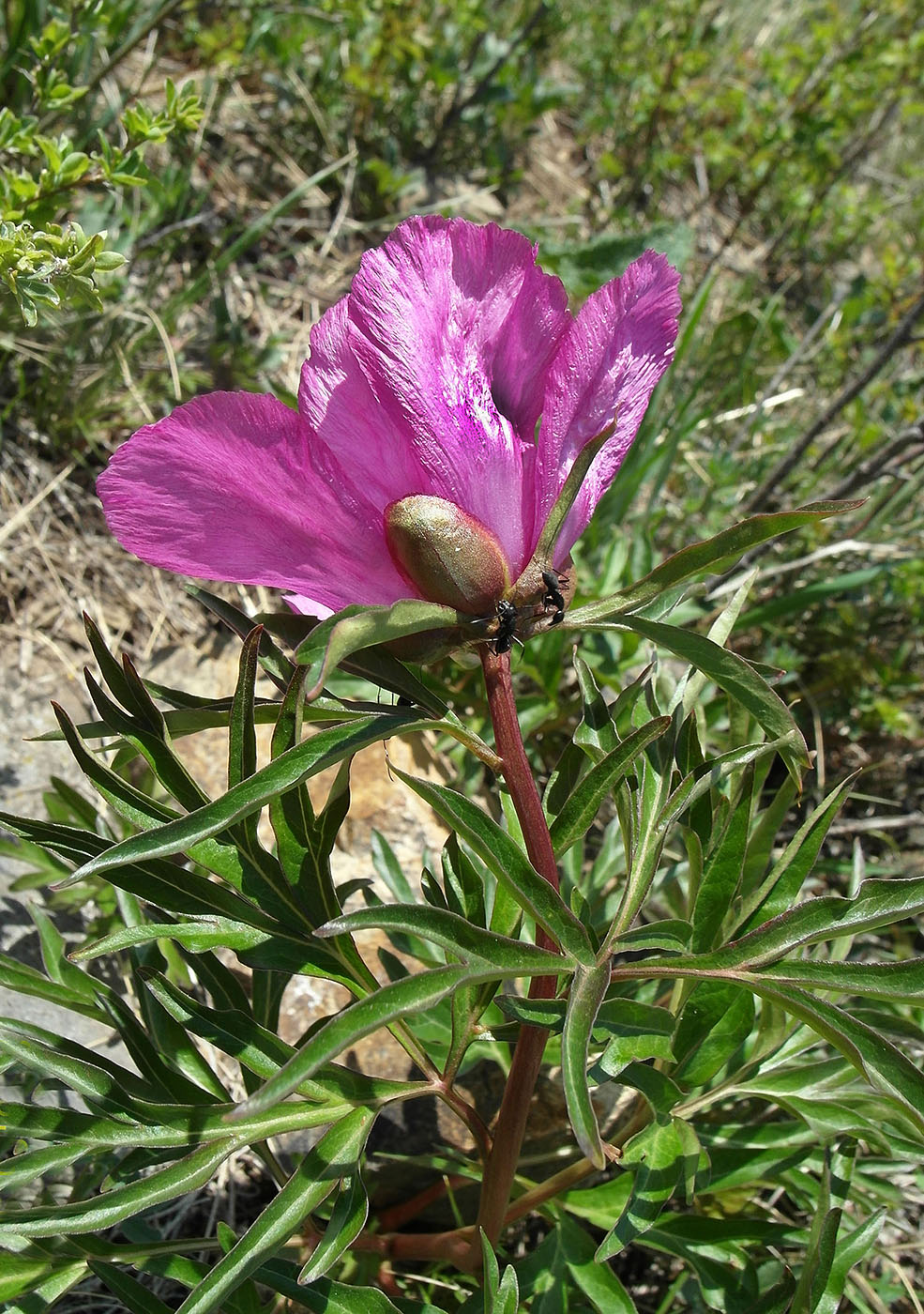 Image of Paeonia intermedia specimen.