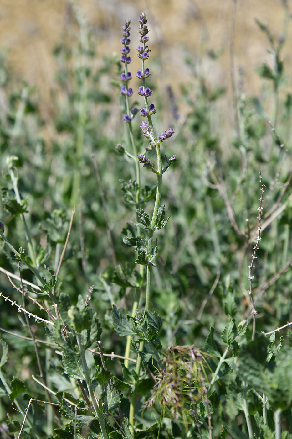 Image of Perovskia scrophulariifolia specimen.