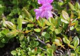 Rhododendron sichotense. Ветви цветущего растения. Приморский край, Ольгинский р-н, гора Снежная, выс. 1600 м н.у.м., в горной тундре. 25.06.2023.