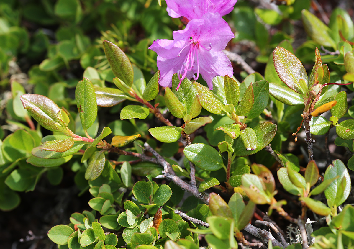 Изображение особи Rhododendron sichotense.