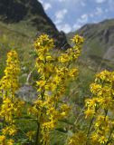 Solidago virgaurea подвид caucasica