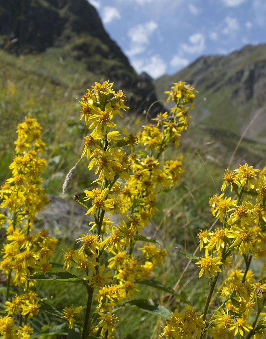 Изображение особи Solidago virgaurea ssp. caucasica.