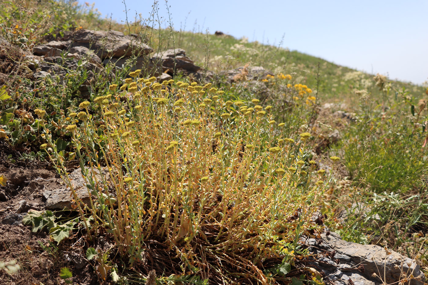 Image of Rhodiola heterodonta specimen.