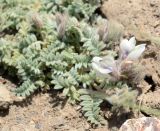 Oxytropis alajica