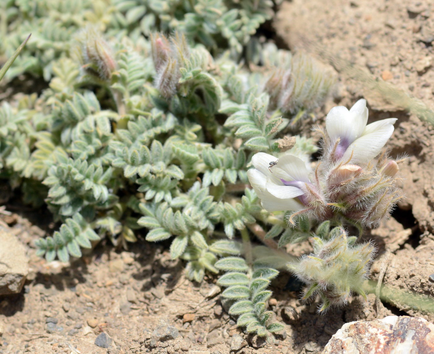 Изображение особи Oxytropis alajica.