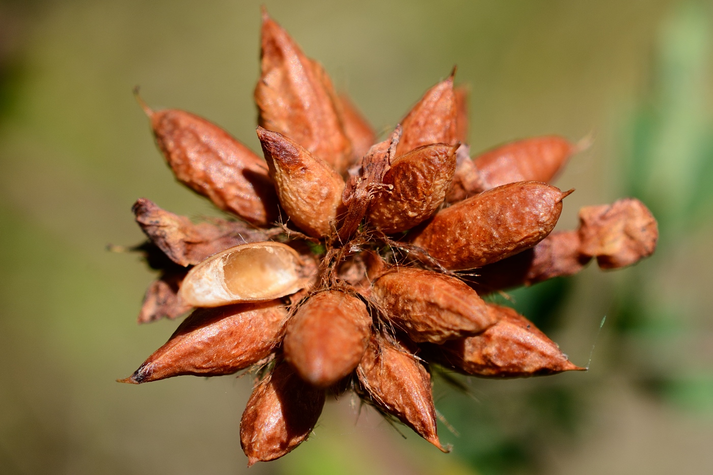 Изображение особи Dorycnium graecum.