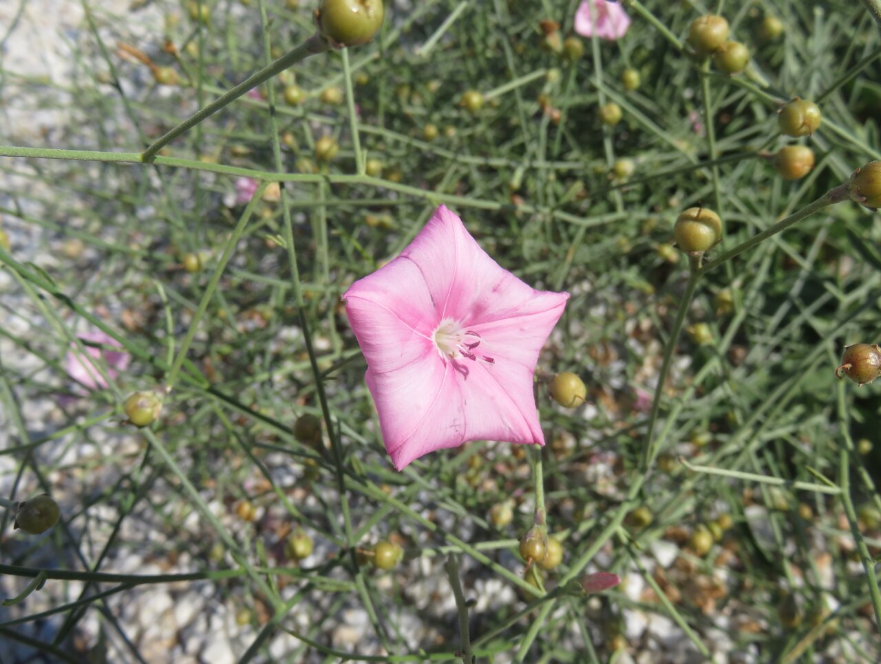 Image of Convolvulus dorycnium specimen.
