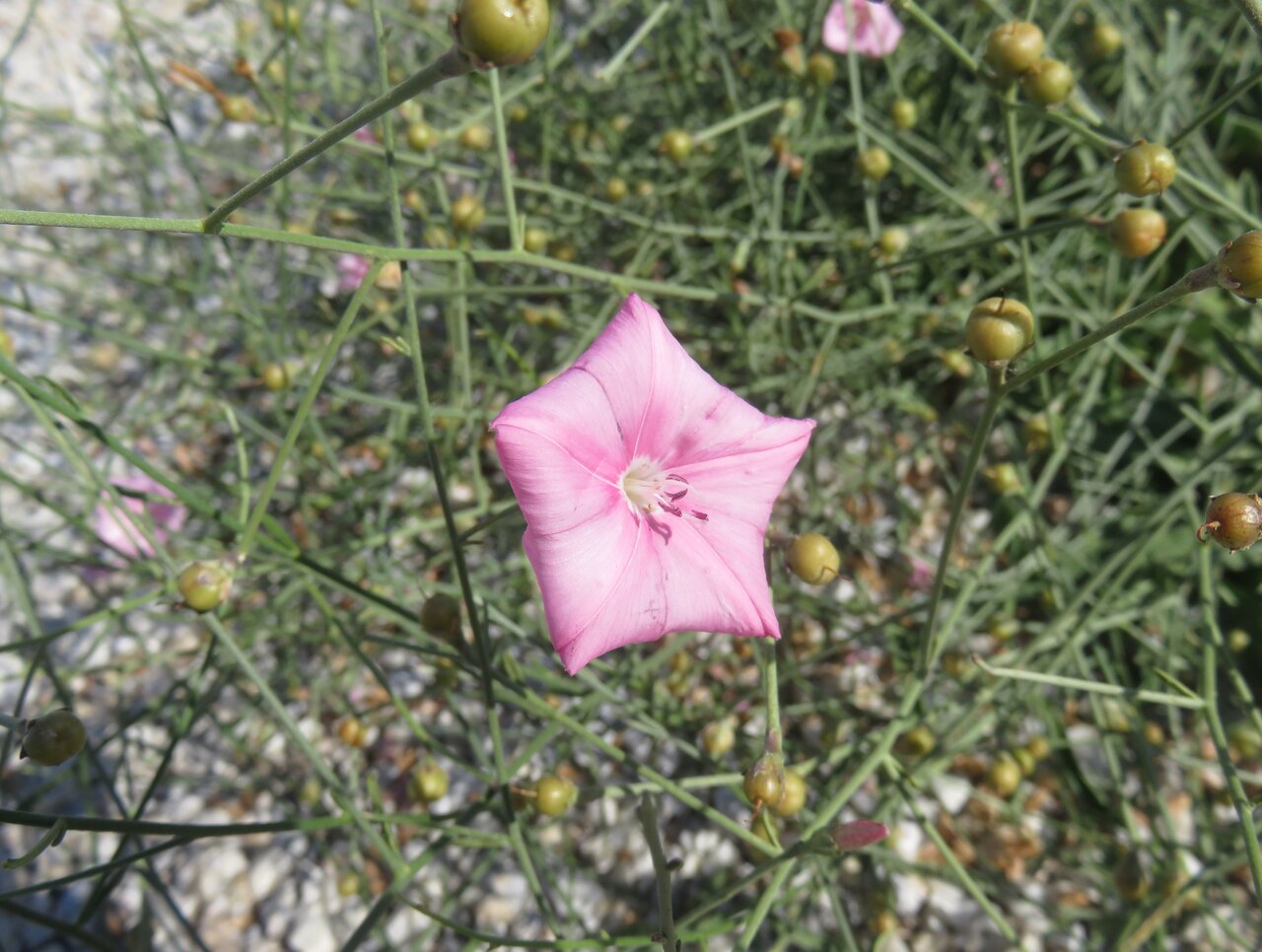 Изображение особи Convolvulus dorycnium.