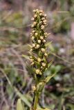 Dactylorhiza viridis