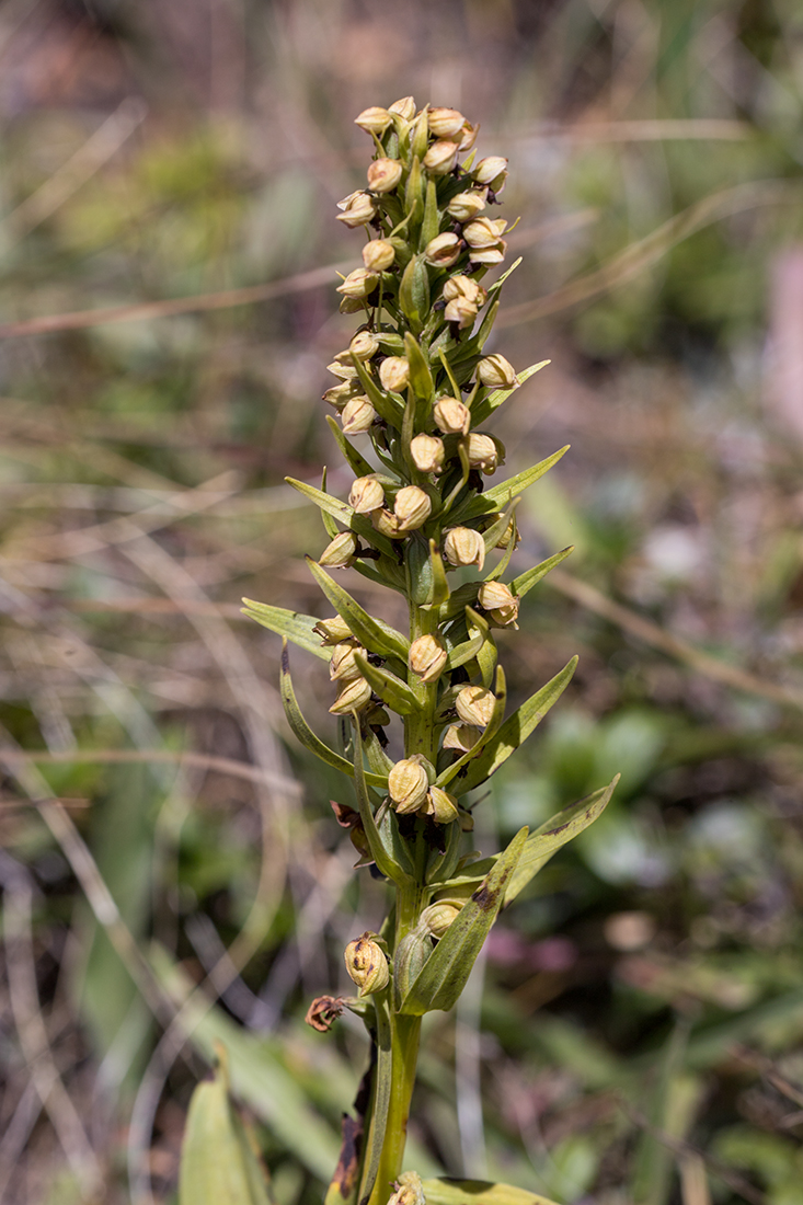 Изображение особи Dactylorhiza viridis.