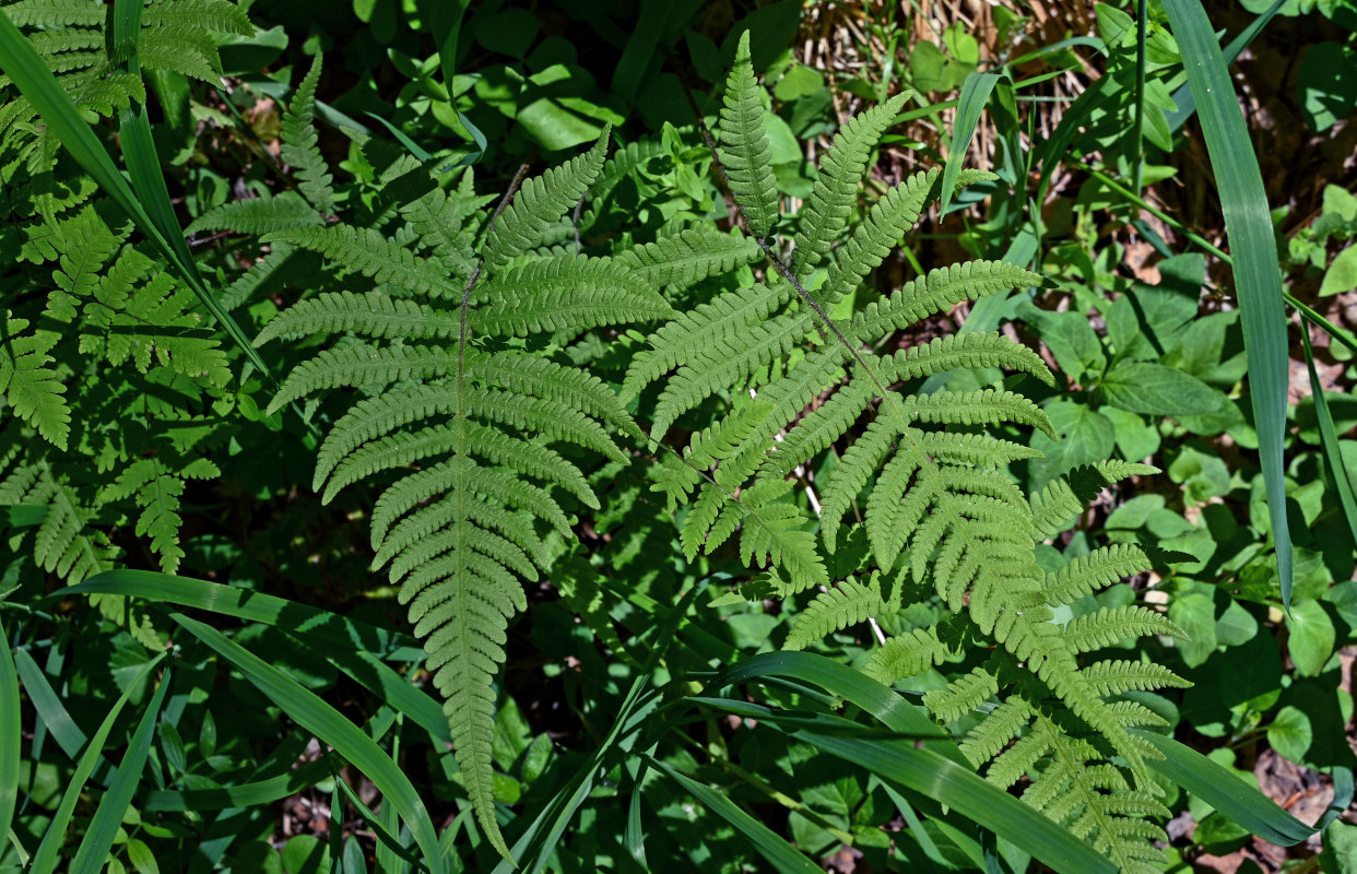 Image of Phegopteris connectilis specimen.