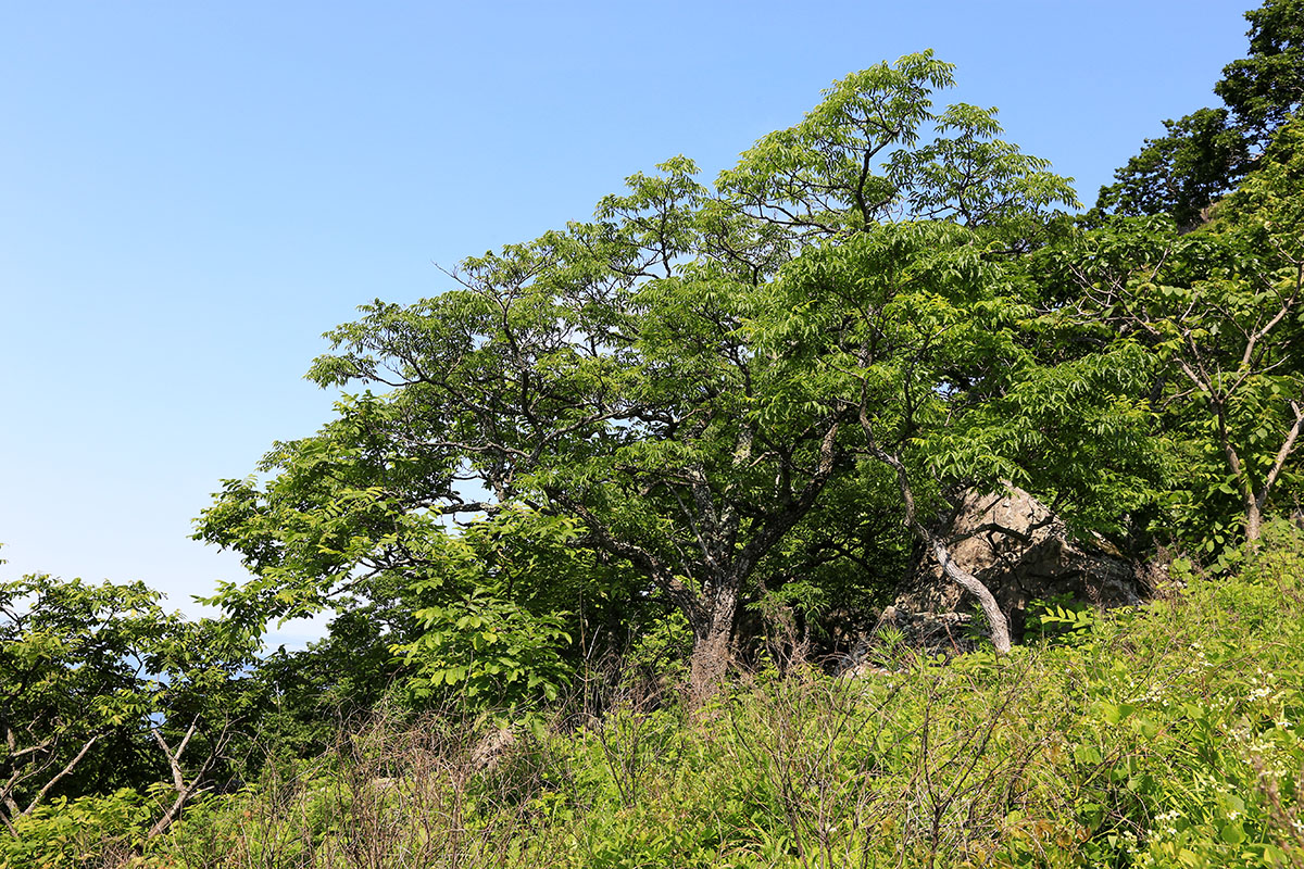 Image of Phellodendron amurense specimen.