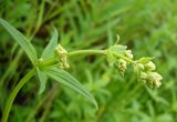 Galium boreale