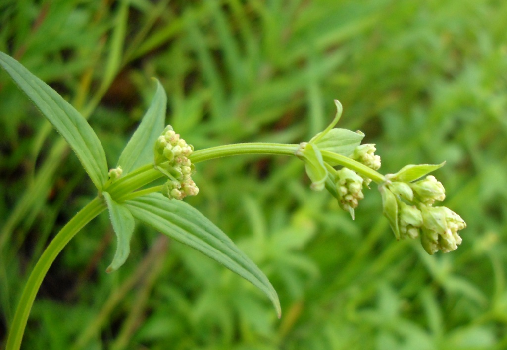 Image of Galium boreale specimen.