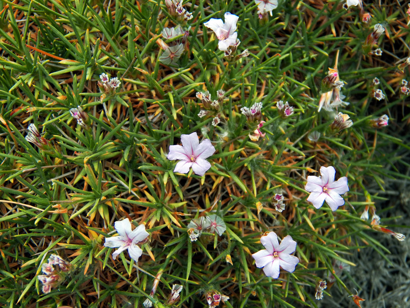 Image of genus Acantholimon specimen.