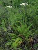 Pyrethrum corymbosum