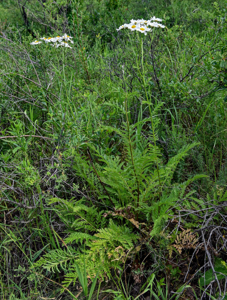 Изображение особи Pyrethrum corymbosum.