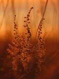 Artemisia schrenkiana