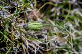 Gastrolychnis gonosperma