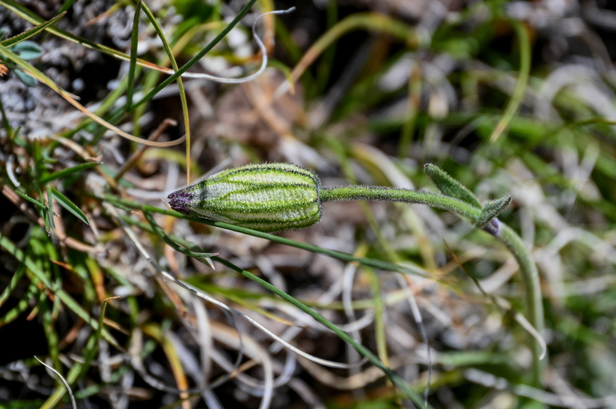 Изображение особи Gastrolychnis gonosperma.