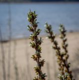 Hippophae rhamnoides. Верхушка с пробуждающимися генеративными почками и развивающимися листьями. Пермский край, Оханский р-н, Тулумбаихинское сельское поселение, Кунчурихинский бор, песчаный берег. 03.05.2023.