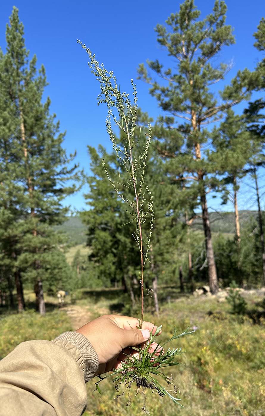 Изображение особи Artemisia macilenta.