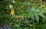 Verbascum phlomoides