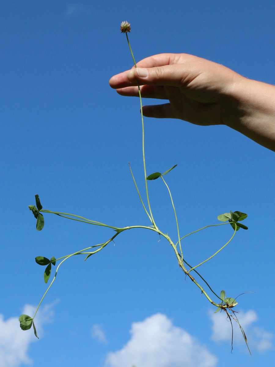 Image of Trifolium fragiferum specimen.