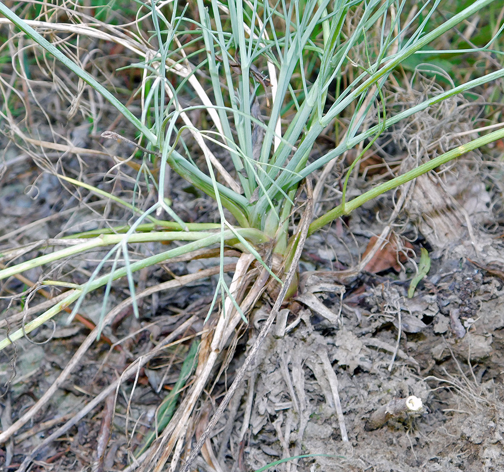 Image of Seseli rupicola specimen.