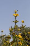 Phlomis viscosa