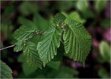 Corylus avellana. Молодые листья на верхушке побега. Московская обл., Раменский р-н, окр. ж.-д. платформы Хрипань, смешанный лес у ЛЭП. 06.05.2024.