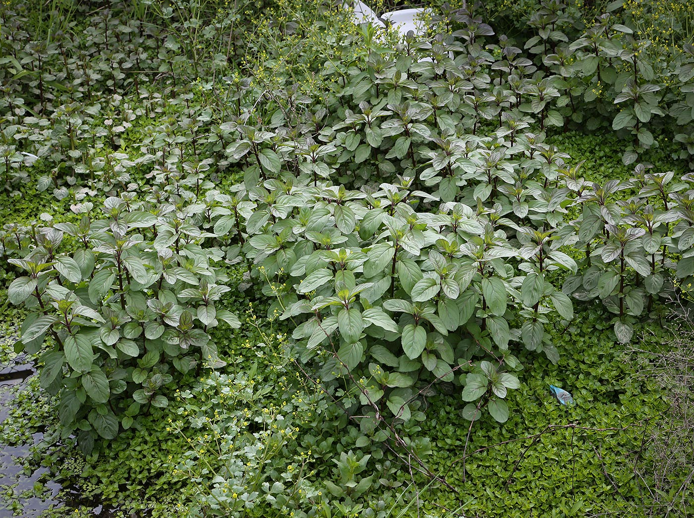 Image of Mentha aquatica specimen.