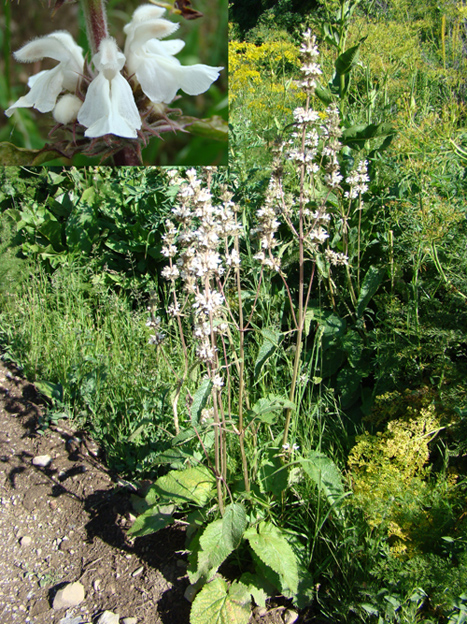 Изображение особи Phlomoides urodonta.