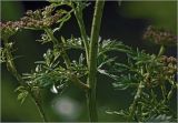 Selinum carvifolia
