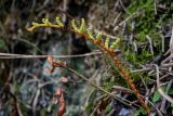 Woodwardia japonica