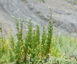 Artemisia vulgaris