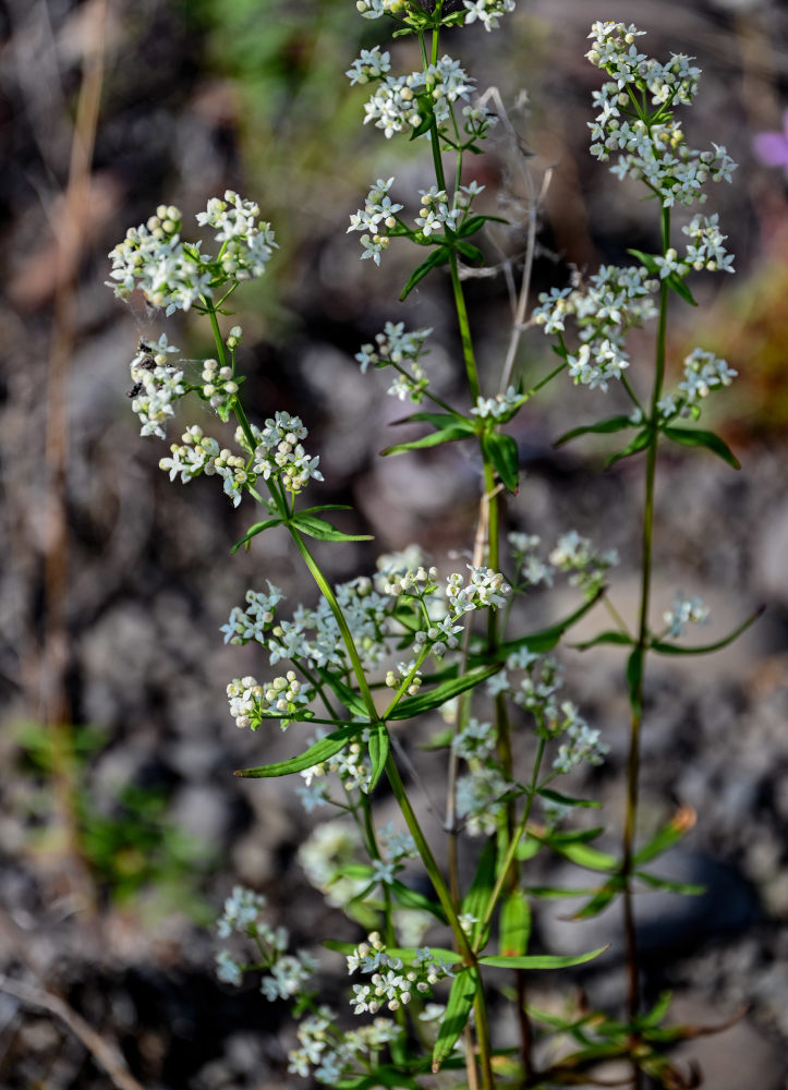 Image of Galium boreale specimen.