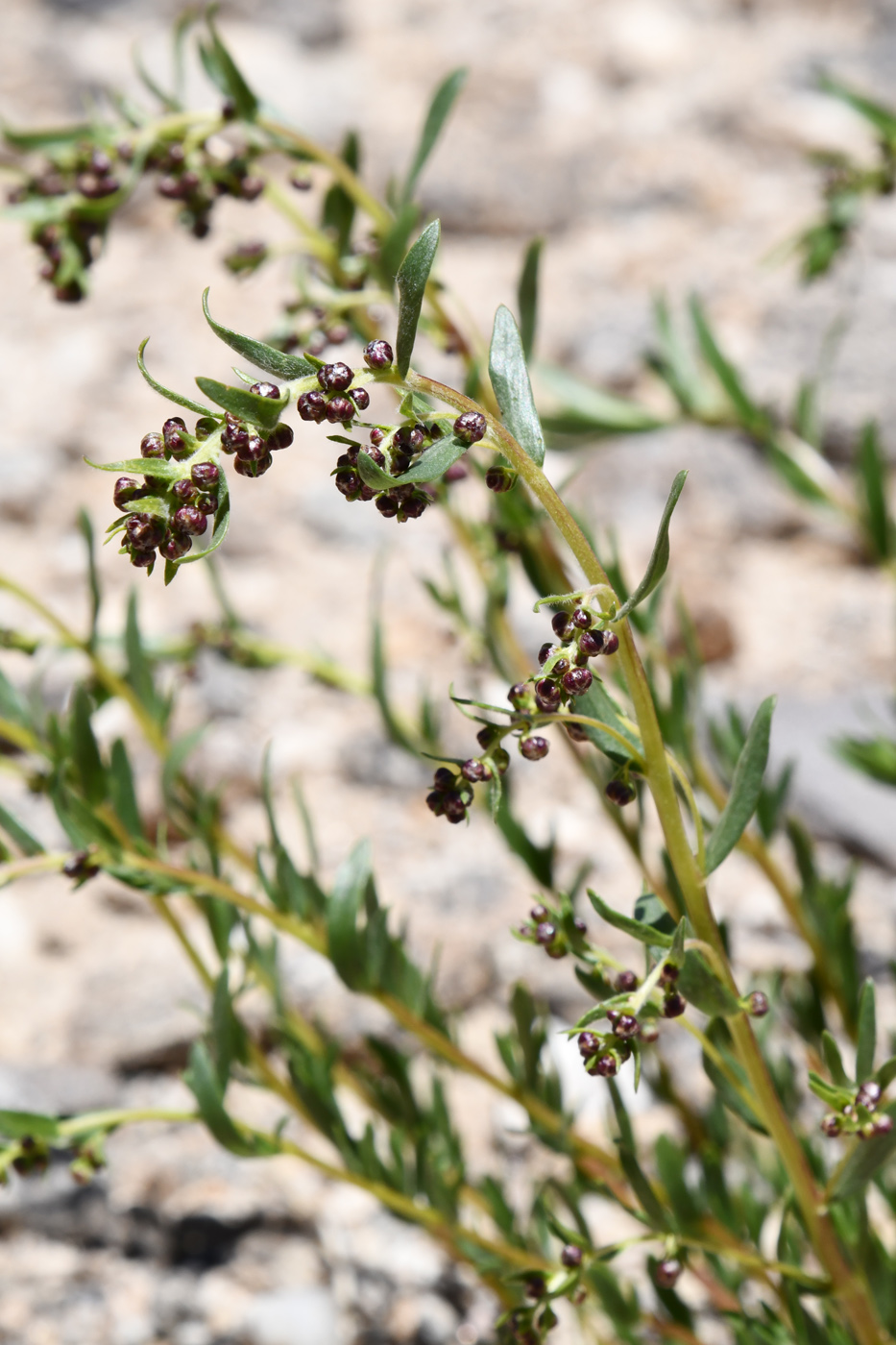 Изображение особи Artemisia pamirica.
