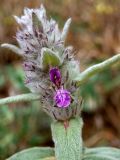 Stachys cretica