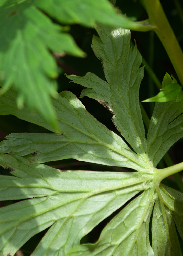 Image of Aconitum fischeri specimen.