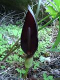 Arum elongatum. Цветущее растение. Крым, Керченский п-ов, Караларский РЛП, боярышниковые заросли. 03.06.2010.