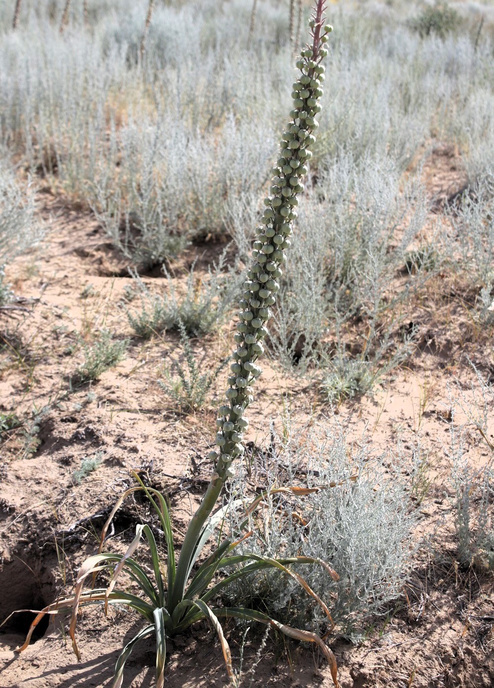 Image of Eremurus inderiensis specimen.