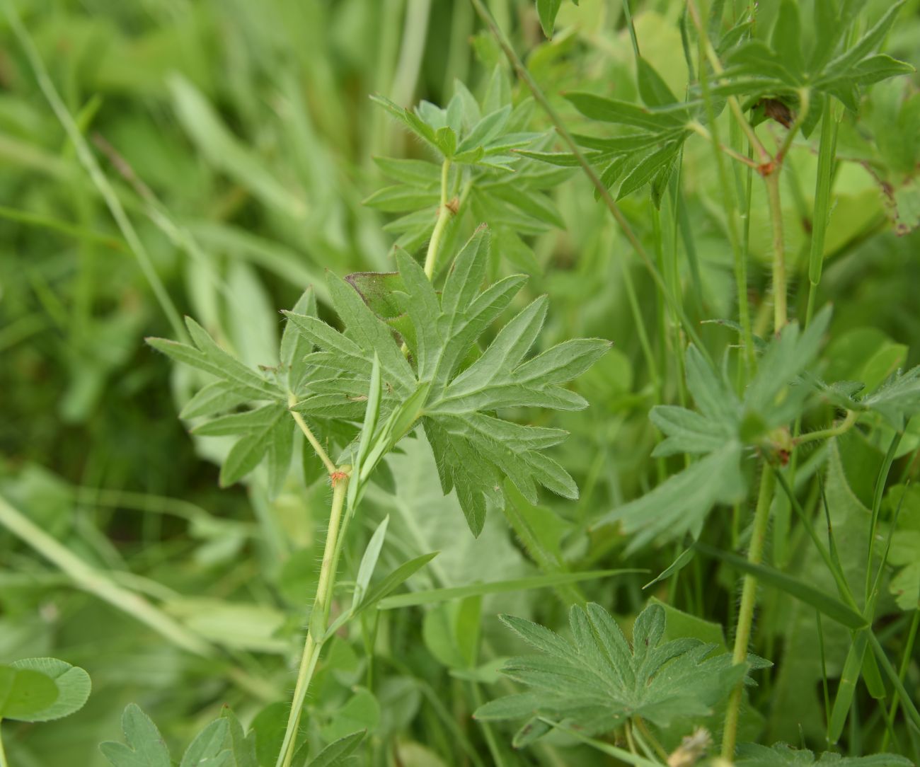 Изображение особи Geranium sanguineum.