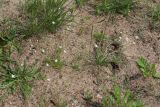 Sagina nodosa. Цветущие растения в сообществе с Plantago maritima, Tanacetum vulgare и Leontodon autumnalis(?). Ленинградская обл., Ломоносовский р-н, окр. Шепелёвского маяка; п-ов Каравалдай, берег Финского залива, крупнопесчаный пляж. 16.06.2024.