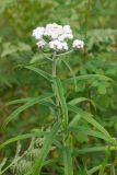 Anaphalis margaritacea. Верхушка цветущего растения. Камчатский край, г. Петропавловск-Камчатский, Мишенная сопка, опушка березняка. 12.08.2024.